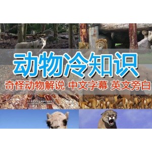 外面賣1699的國外紀錄片解說（動物解說、美食、動畫片）穩(wěn)過中視頻